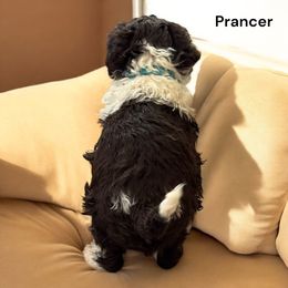 Prancer - Lagotto Romagnolo puppy from Premier Truffles