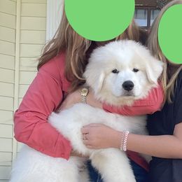 Green Boy - Great Pyrenees puppy from Imac Great Pyrenees