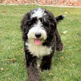 Tux - Australian Labradoodle