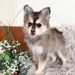 Stormy - Black and white female Pomsky puppy in La Verne, California from Red Cedar Pomskies
