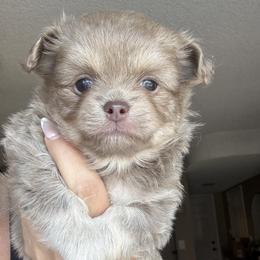 Cici - Silver female Chihuahua puppy in Citrus Heights, California from Golden State Chihuahuas