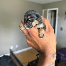 Geone - Black and red female German Shepherd puppy in Lake Charlse, Louisiana from Dettaalpha Kennels