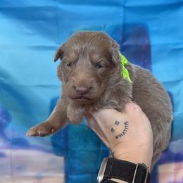 Patrick - Isabella male German Shepherd puppy in Magnolia, Texas from K & Q Shepherds