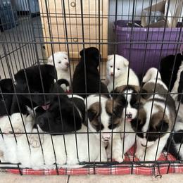 Akita Puppies from Gloe Akita's