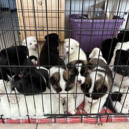 Akita Puppies from Gloe Akita's