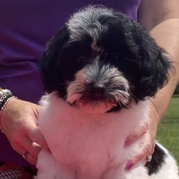 Cocker Spaniels, Havanese, and Portuguese Water Dogs from Lapoco