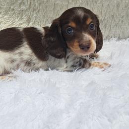 Fin - Chocolate and tan male Dachshund puppy in Winter Haven, Florida from Gateway 2 Little Paws