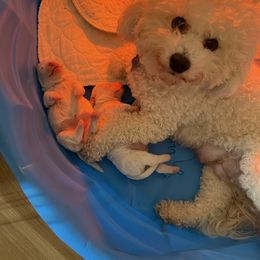 Winnie - Bichon Frise