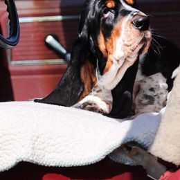 Basset Hound Puppies from Double Branch Basset Hounds