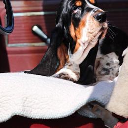 Basset Hound Puppies from Double Branch Basset Hounds