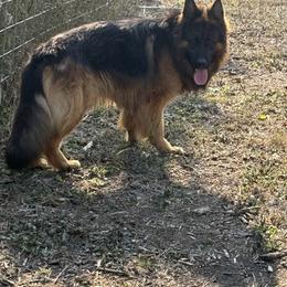 Blaze - Black and red male German Shepherd puppy in Herrick, South Dakota from Dakota Shepherds Kennels