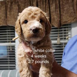 White collar Patsy - Apricot female Goldendoodle puppy in Fairmount, Indiana from Capens' Doodles,Poodles and Poo's
