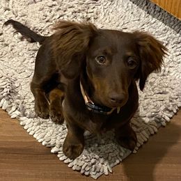 Eve - Dachshund