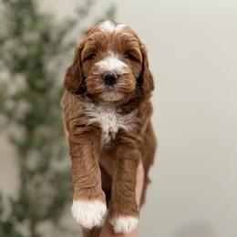 Waffle boy - Red  male Goldendoodle puppy in Rio Linda, California from Plush Doodles