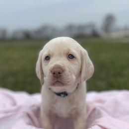Dilute Retriever Puppies from Virdin’s Silver Labs