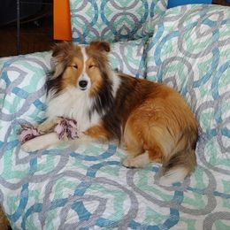 Cara - Shetland Sheepdog