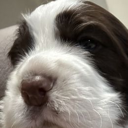 Girl 1 - Liver and white English Springer Spaniel puppy in Katy, Texas from 7UL Springers
