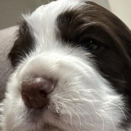 Girl 1 - Liver and white English Springer Spaniel puppy in Katy, Texas from 7UL Springers