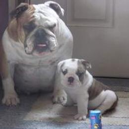 Bulldogs from Deserthawk Bulldogs