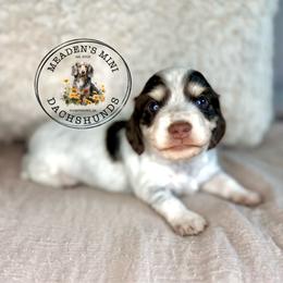 Teal Collar - Piebald female Dachshund puppy in Beaver, Pennsylvania from Meaden’s Mini Dachshunds