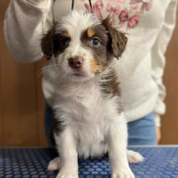 Primrose - Red tri-color female Australian Shepherd puppy in Falmouth, Kentucky from Queen City Farm