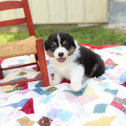 Sadie - Black tri-color female Australian Shepherd puppy in Bagley, Iowa from Diamond M Aussies