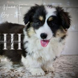 Black Tri FLUFF boy WITH TAIL - Black and tan male Pembroke Welsh Corgi puppy in Locust Grove, Oklahoma from Hidden Hillsides Corgis