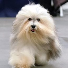 Havanese from Butterfly Havanese