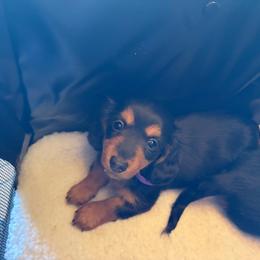 Maggie - Black and tan female Dachshund puppy in Hobart, Indiana from Cogsworth Cromwell Dachshunds of NW Indiana