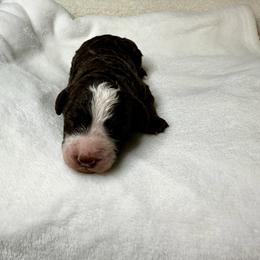 Chocolate Tri - male Australian Mountain Doodle puppy in Holt, Missouri from Mindys Doodles