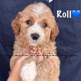 Roll - Apricot male Goldendoodle puppy in Lancaster, Minnesota from North Star Dog Training