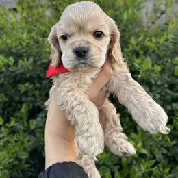 Buddy - Buff male Cocker Spaniel puppy in Corcoran, California from Sweetheart Cockers