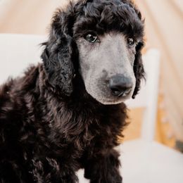 Brown collar “Muffin” - Poodle puppy from Desert in the South Standard Poodles