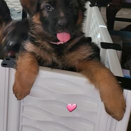 German Shepherd Puppies from Vom Feuer Shepherds