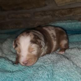 Hooch - Red merle male Australian Shepherd puppy in Harrodsburg, Kentucky from Triple M Aussies