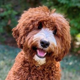 Coach - Australian Labradoodle