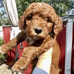 Bernedoodle and Goldendoodle Puppies from Doodling Around Indiana Poodles & Doodles