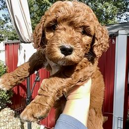 Bernedoodle and Goldendoodle Puppies from Doodling Around Indiana Poodles & Doodles