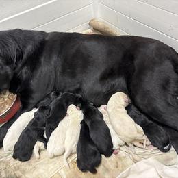 Girl 5 - Black female Labrador Retriever puppy in Turner, Maine from Bear Pond Retrievers