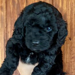 Celine - Black and white female Cavapoo puppy in Alachua, Florida from Song Paws