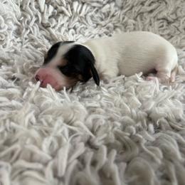 Boy 1 - Piebald male Dachshund puppy in Hindsville, Arkansas from Okie Dokie Doxie