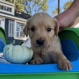 3rd Pick of the Males - Golden male Golden Retriever puppy in Wolcott, Indiana from Sunnyside Meadows Goldens