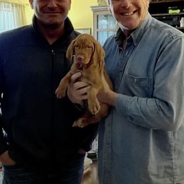 Vizsla Puppies from Two Ponds Farm Vizslas