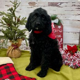 Izzy - Black and white female Springerdoodle puppy in Lisbon, Ohio from Willow Lane Doodles