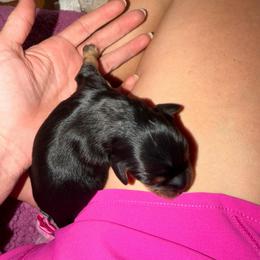 Rubicon - Black and tan female Cavalier King Charles Spaniel puppy in Riverside, California from Mia Loves Kingston Cavaliers