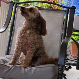 Coco - Poodle