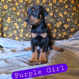 Purple Girl - Black and rust female Doberman Pinscher puppy in Knox, Indiana from Double River Dobermans