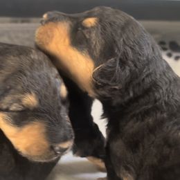 Girl 2 - Airedale Terrier puppy from DogwoodDales Airedale Terriers