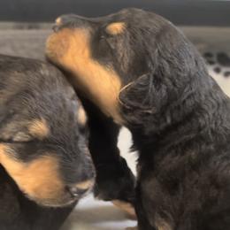 Girl 2 - Airedale Terrier puppy from DogwoodDales Airedale Terriers