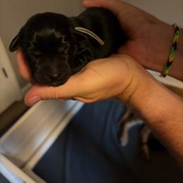 Teal female - Black female Labrador Retriever puppy in Talking Rock, Georgia from Bethel Woods Kennels